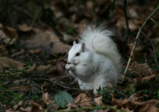 Grey Squirrel <i>Sciurus carolinensis</i>